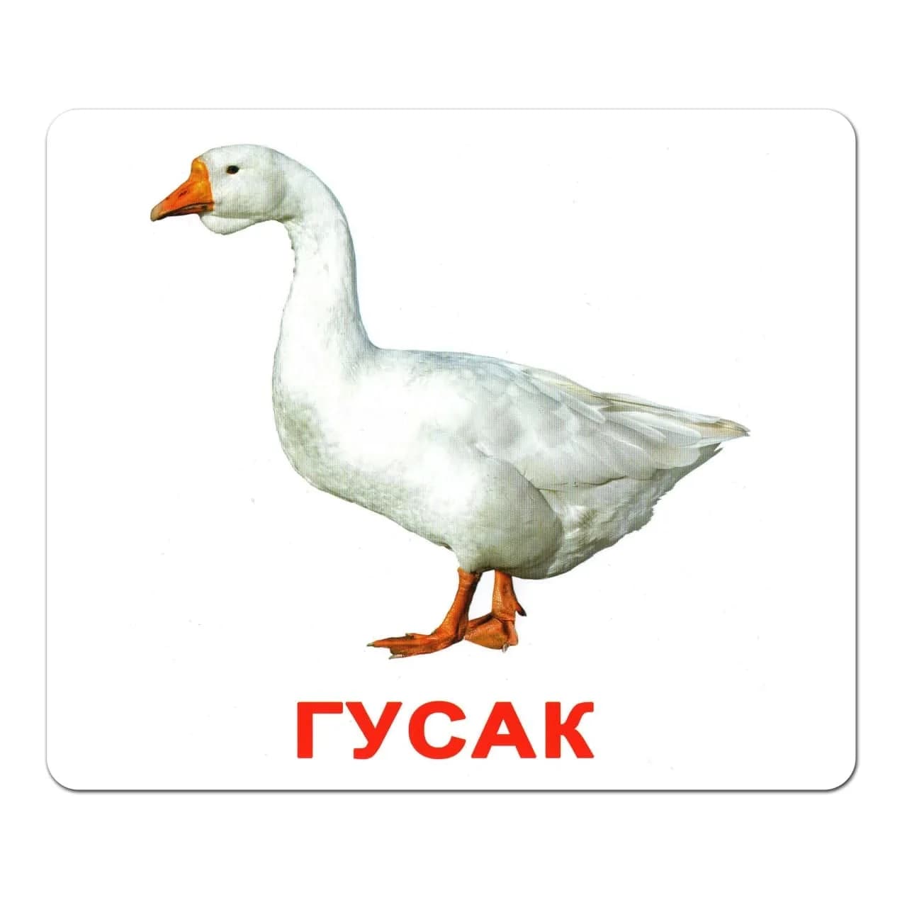 Комплект карточек Вундеркинд Домашние животные 95184 фото 7 Комплект карточек Вундеркинд Домашние животные 95184 фото 7