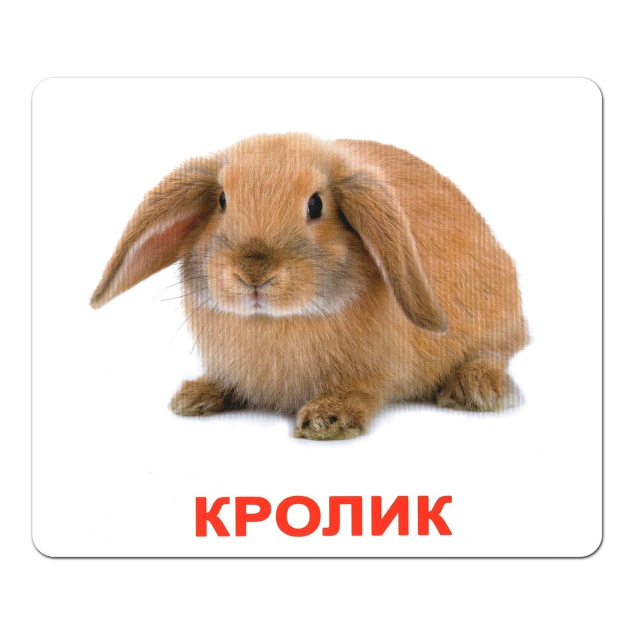 Комплект карточек Вундеркинд Домашние животные 95184 Комплект карточек Вундеркинд Домашние животные 95184