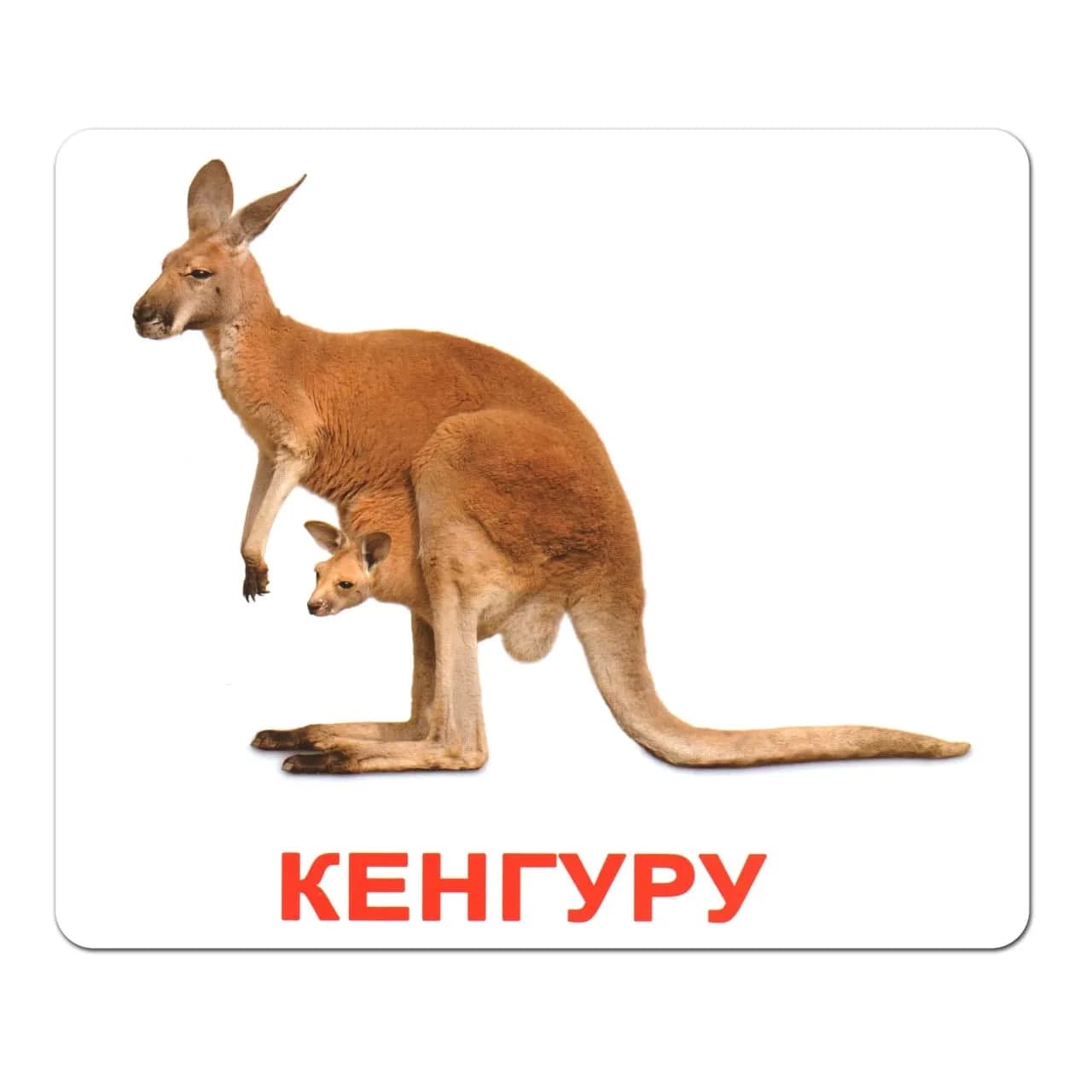 Комплект карток Вундеркінд Дикі тварини 95207 фото 5 Комплект карток Вундеркінд Дикі тварини 95207 фото 5