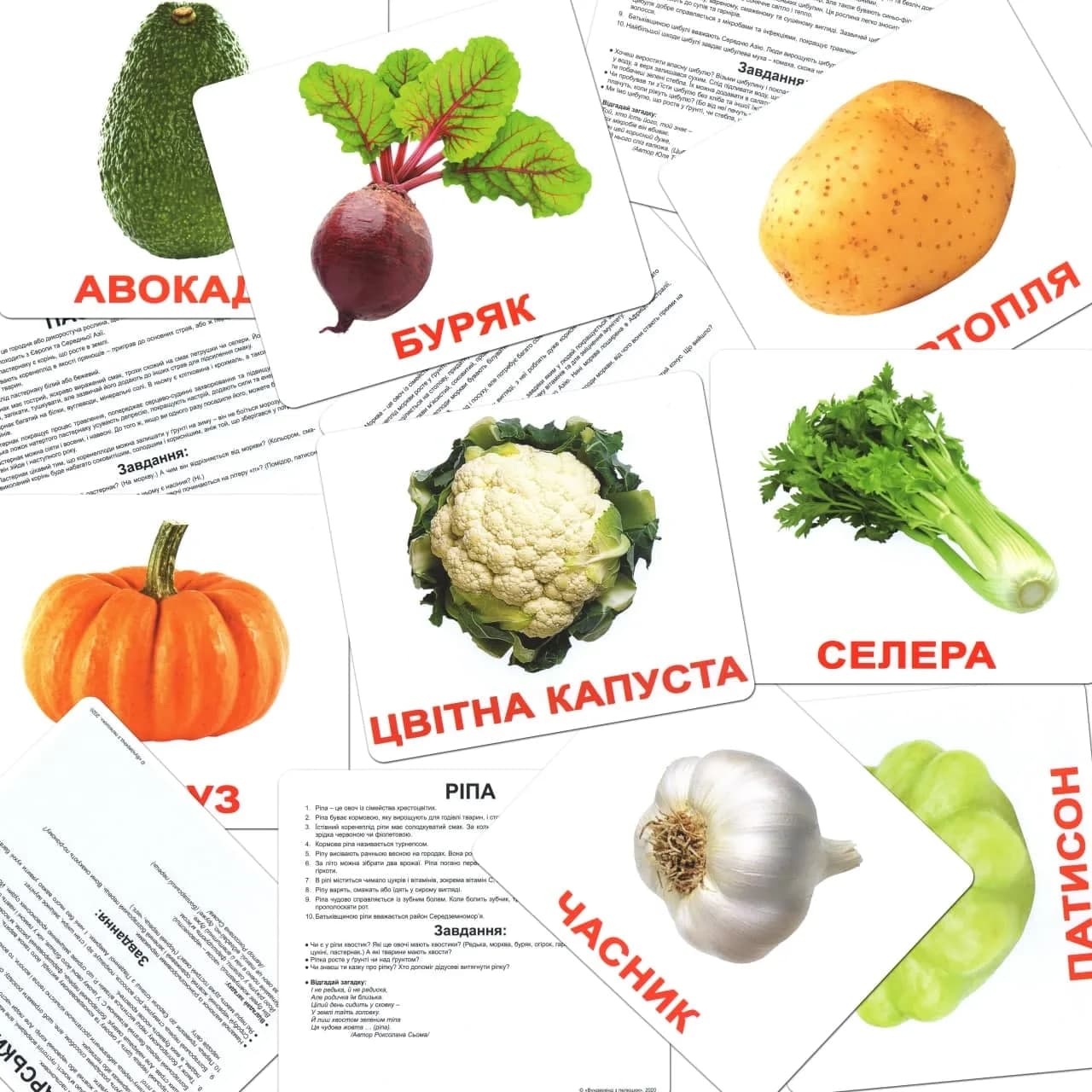 Комплект карточек Вундеркинд Овощи 95290 фото 8 Комплект карточек Вундеркинд Овощи 95290 фото 8