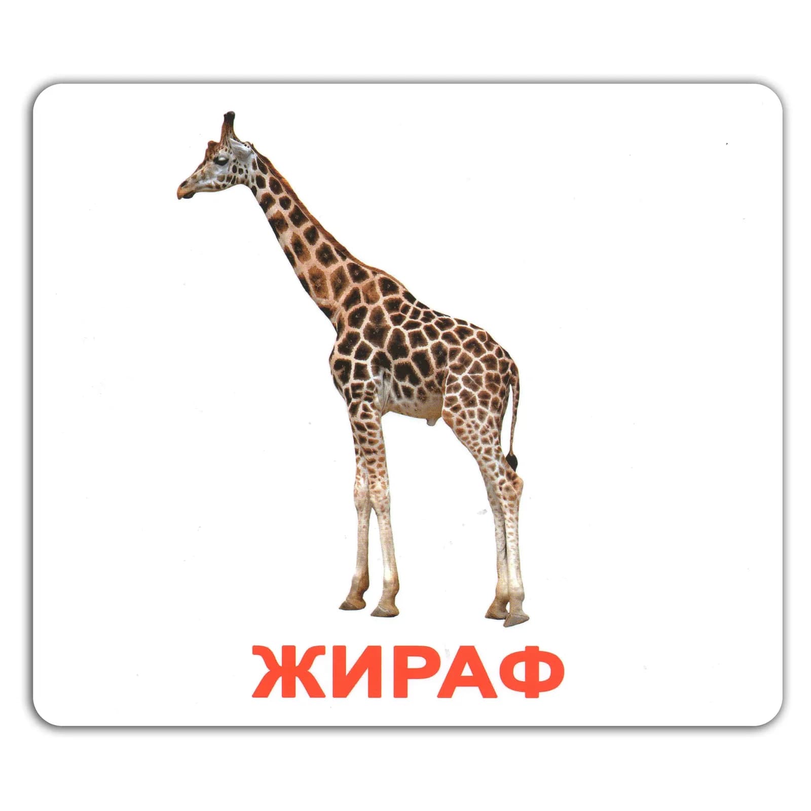 Комплект карточек Мои первые знания 40шт (укр) фото 6 Комплект карточек Мои первые знания 40шт (укр) фото 6