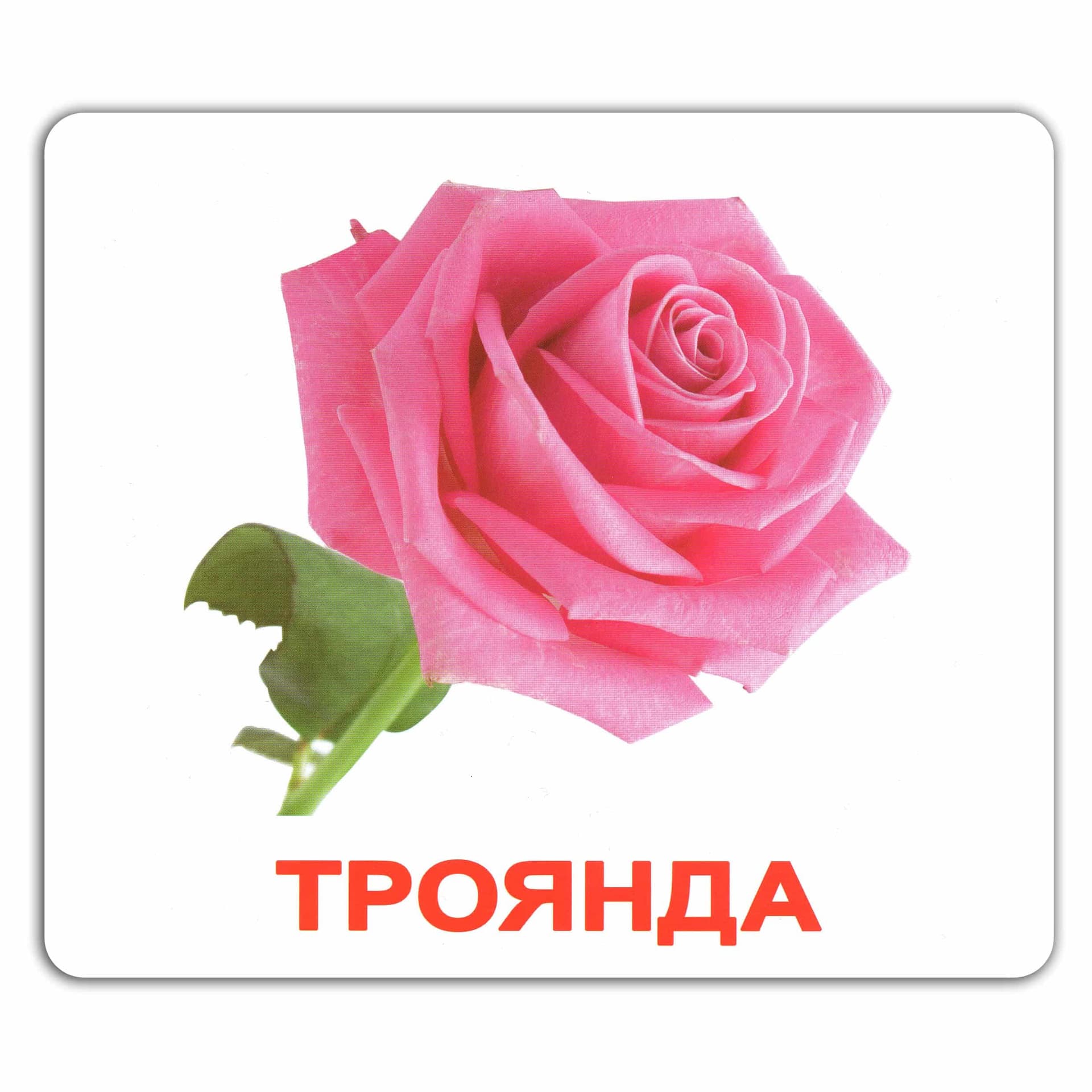 Комплект карточек Мои первые знания 40шт (укр) Комплект карточек Мои первые знания 40шт (укр)