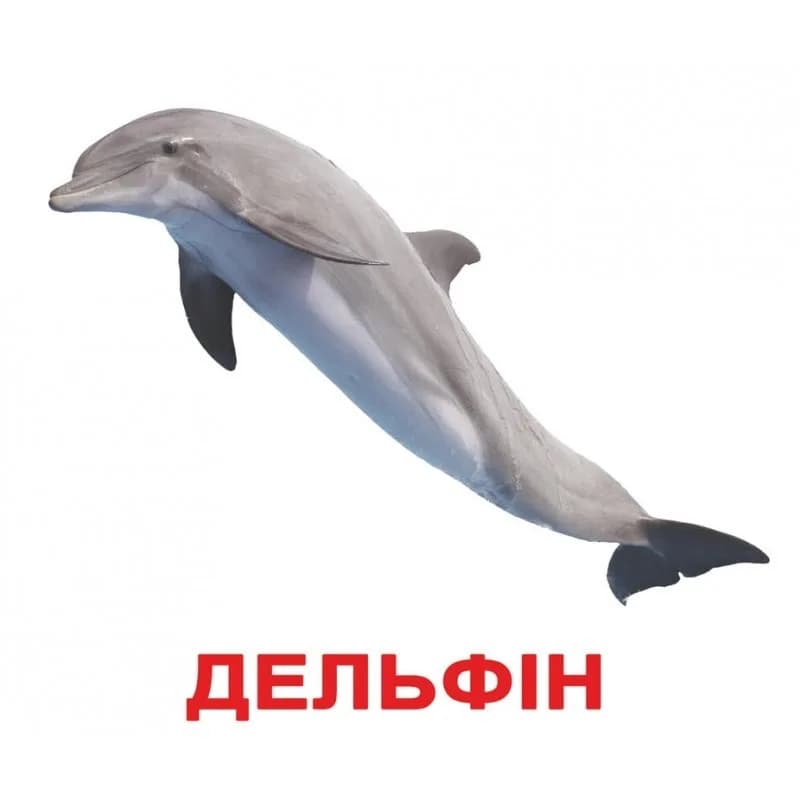 Комплект карточек Мои первые знания 40шт (укр) фото 7 Комплект карточек Мои первые знания 40шт (укр) фото 7
