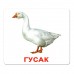 Комплект карток Вундеркінд Домашні тварини 95184 фото 7
